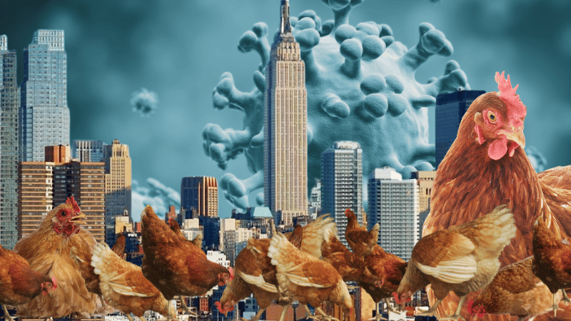 Nueva York ordena el cierre temporal de mercados de aves vivas por brote de gripe aviar - Imagen