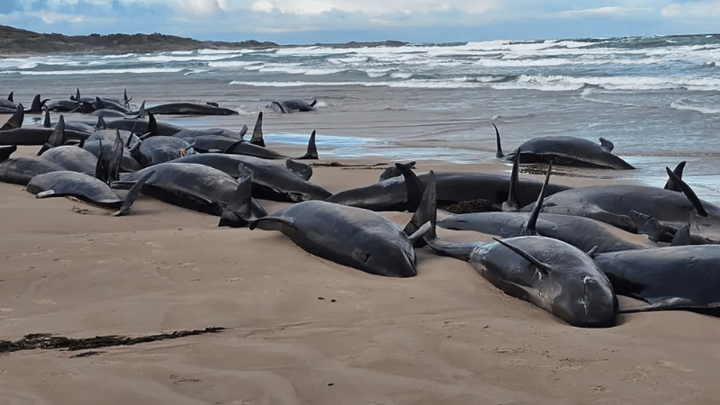 Tragedia en Tasmania: 157 ballenas mueren tras quedar varadas en una playa remota - Imagen