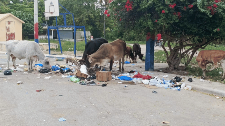 Vacas sueltas causan caos en Cabral: residentes exigen aplicación de sanciones - Imagen