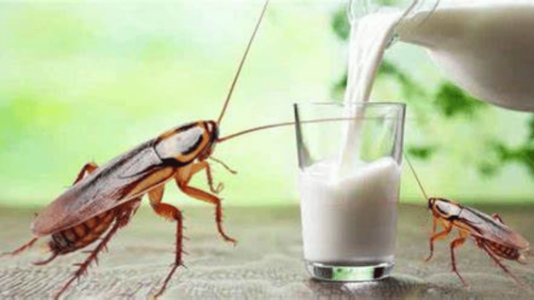 La Leche de Cucaracha: Un Sorprendente Superalimento del Futuro - Imagen