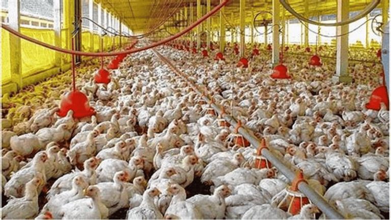Estados Unidos detecta casos de gripe aviar H7N9 en granja de pollos en Mississippi - Imagen