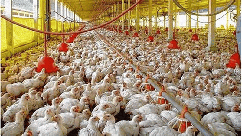Estados Unidos detecta casos de gripe aviar H7N9 en granja de pollos en Mississippi - Imagen