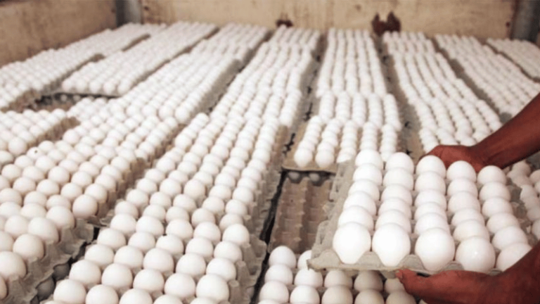 Asociación Dominicana de Avicultura asegura que no hay escasez de huevos en el país - Imagen