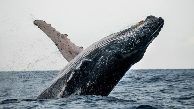 Anuncian concierto bienvenida ballenas jorobadas en Samaná