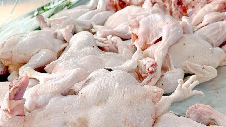 Producción nacional fortalece la oferta y favorece precios del pollo desde RD$70 y RD$85 - Imagen